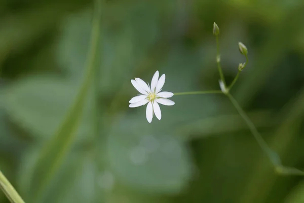 Flor Una Estrella Común Stellaria Graminea —  Fotos de Stock