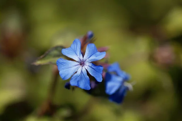 Bunga Tanaman Leadwort Ceratostigma Griffithii — Stok Foto