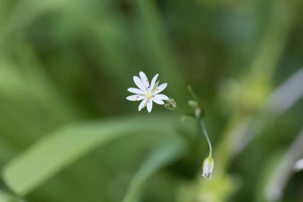Flor Una Estrella Común Stellaria Graminea — Foto de Stock