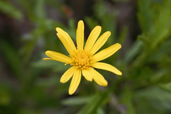 Egy Afrikai Bokor Virága Euryops Chrysanthemoides — Stock Fotó