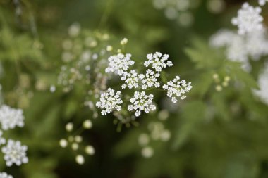 Kaba Chervil çiçeklerinin Macro fotoğrafı, Chaerophyllum temulum