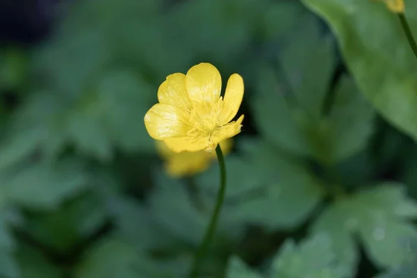 Квітка Повзучої Рослини Баклажанів Ранункул Відлякує — стокове фото