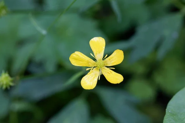 Flor Uma Planta Buttercup Rasteira Ranunculus Repens — Fotografia de Stock