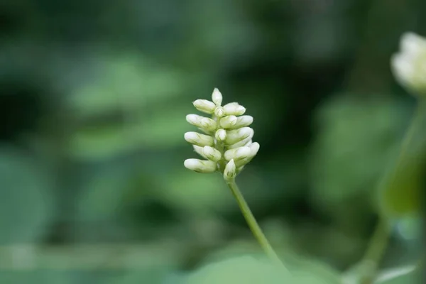 Flor Una Planta Regaliz Silvestre Astragalus Glycyphyllos — Foto de Stock