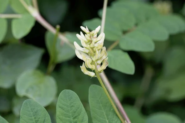 Flor Uma Planta Alcaçuz Selvagem Astragalus Glycyphyllos — Fotografia de Stock