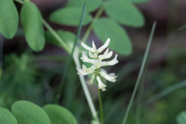 Kwiat Dzikiej Rośliny Lukrecji Astragalus Glycyphyllos — Zdjęcie stockowe