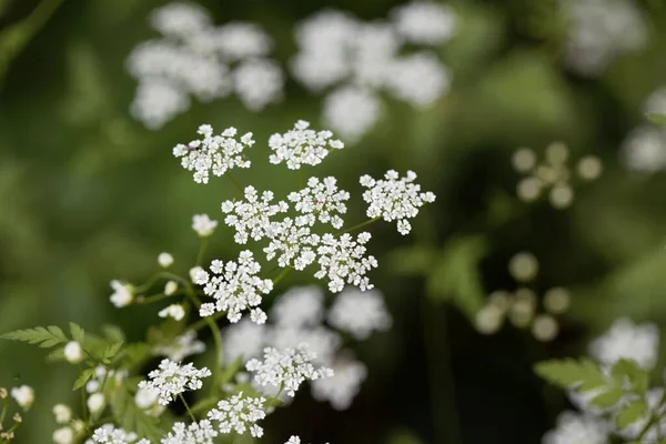 Macro Photo Fleurs Cerfeuil Rugueux Chaerophyllum Temulum — Photo