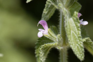 Yıllık bir tarla bitkisinin çiçeği, Salvia viridis 
