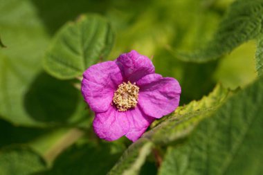 Mor çiçekli ahududu çalısı, Rubus kokusu.