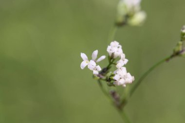Asperula tinctoria boyacısının makro fotoğrafı.