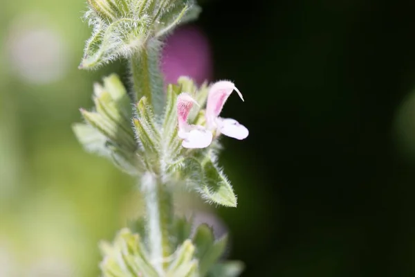 Kwiat Rocznej Rośliny Klarskiej Salvia Viridis — Zdjęcie stockowe