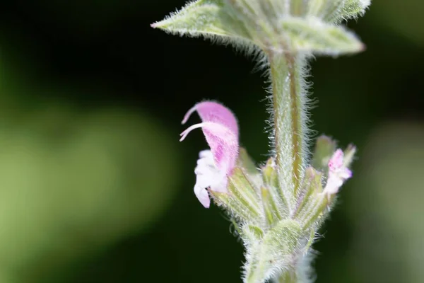 Fleur Une Plante Claire Annuelle Salvia Viridis — Photo