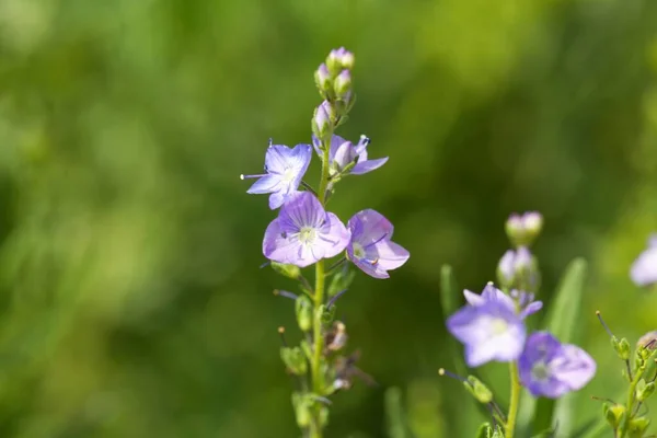 Egy Osztrák Gyorsvonat Virága Veronica Austriaca — Stock Fotó