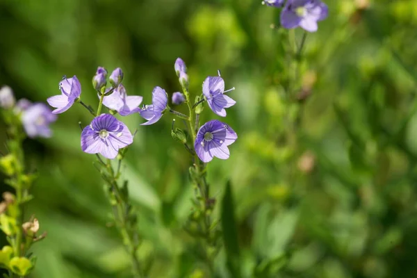 Egy Osztrák Gyorsvonat Virága Veronica Austriaca — Stock Fotó