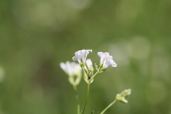 Makro Zdjęcie Barwnika Kwiat Drzewostanu Asperula Tinctoria — Zdjęcie stockowe