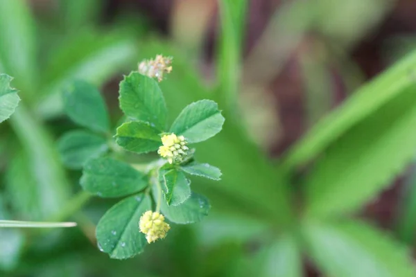 Flor Del Trébol Lúpulo Medicago Lupulina —  Fotos de Stock