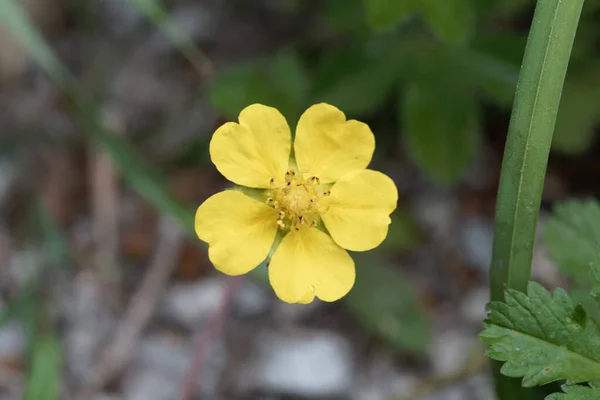 Egy Csúszó Mászó Cinquefoil Virága Potentilla Reptans — Stock Fotó