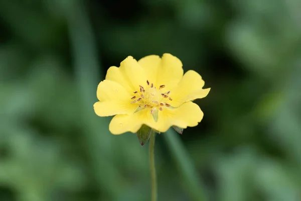 Bloem Van Een Kruipende Cinquefoil Potentilla Reptans — Stockfoto