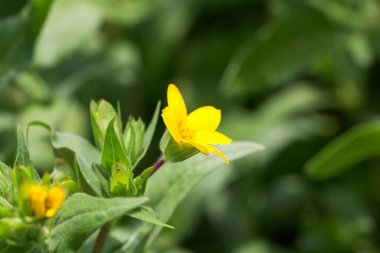 Teksas 'ın sarı yıldızı, Lindheimera Texana.