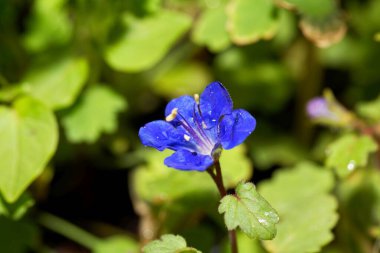 Flower of a California bluebell plant, Phacelia campanularia clipart