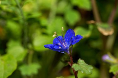 Kaliforniya 'da bir çan bitkisinin çiçeği, Phacelia campanularia