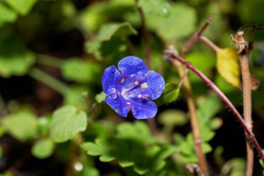 Flower of a California bluebell plant, Phacelia campanularia clipart
