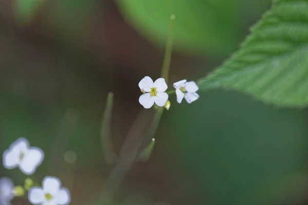 Flor Berro Roca Arena Arabidopsis Arenosa —  Fotos de Stock