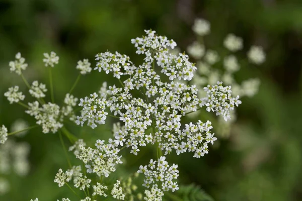 Avrupa Asya Dan Bir Apiaceae Bitkisi Olan Chaerophyllum Aureum Bitkisinin — Stok fotoğraf