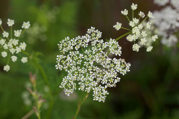 Avrupa Asya Dan Bir Apiaceae Bitkisi Olan Chaerophyllum Aureum Bitkisinin — Stok fotoğraf