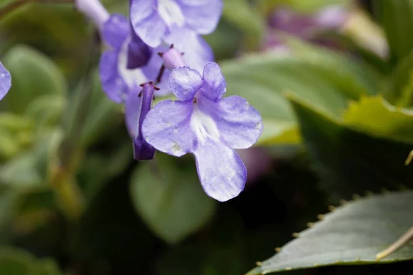 Flower False African Violet Streptocarpus Saxoru — Stock Photo, Image