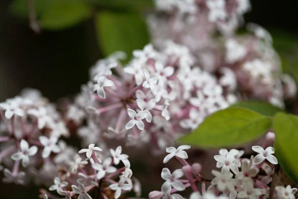 Flores Arbusto Lilás Syringa Microphylla — Fotografia de Stock