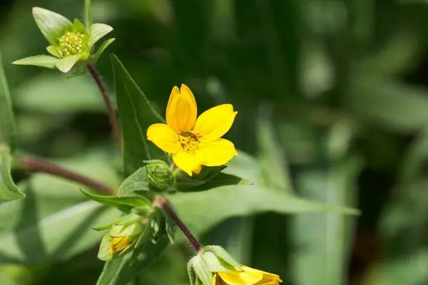 Blomma Texas Gul Stjärna Lindheimera Texana — Stockfoto