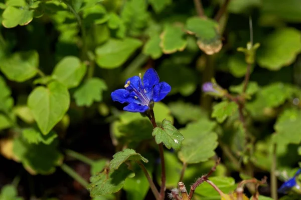 Flor Una Planta Arándano California Phacelia Campanularia —  Fotos de Stock