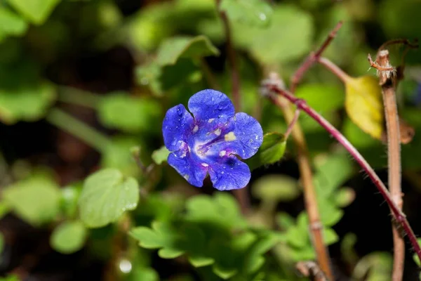 Blüte Einer Kalifornischen Blauglockenpflanze Phacelia Campanularia — Stockfoto