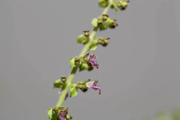 Albahaca Sagrada Planta Tulsi Ocimum Tenuiflorum Una Planta Médica India —  Fotos de Stock