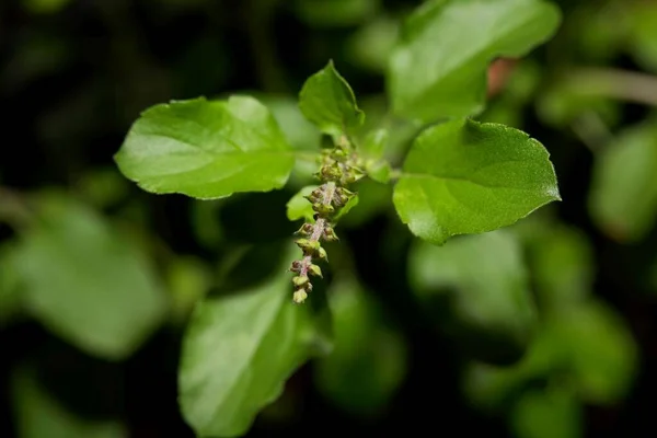 Albahaca Sagrada Planta Tulsi Ocimum Tenuiflorum Una Planta Médica India — Foto de Stock