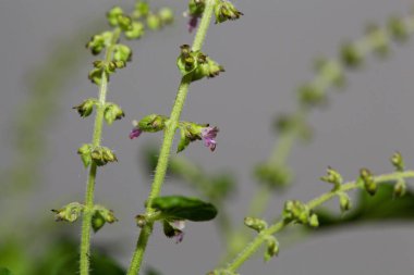 Kutsal fesleğen ya da Tulsi bitkisi, Ocimum tenuiflorum, Hindistan 'dan bir tıbbi bitki.. 