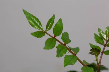 Leaves of a Chinese pepper tree, Zanthoxylum simulans