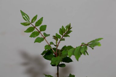Leaves of a Chinese pepper tree, Zanthoxylum simulans