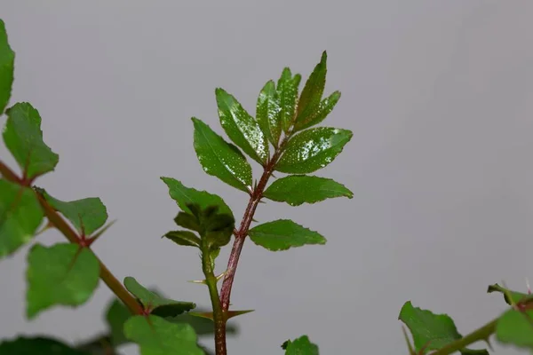 Leaves Chinese Pepper Tree Zanthoxylum Simulans — Foto de Stock