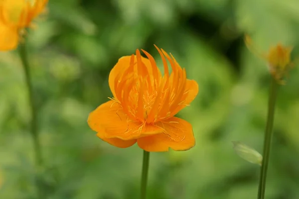Квіти Азійської Квітки Trollius Asiaticus — стокове фото
