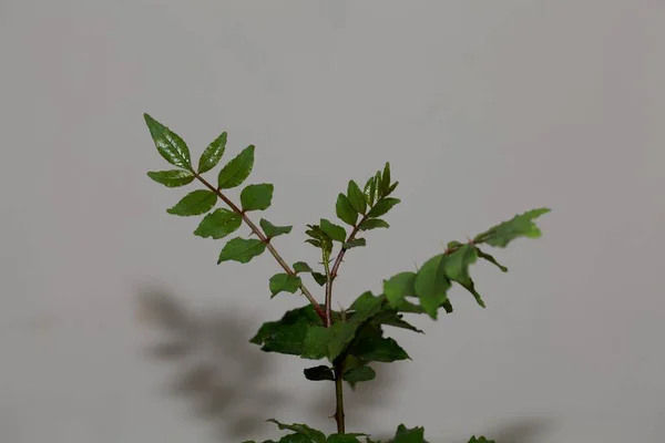 Bladeren Van Een Chinese Peperboom Zanthoxylum Simulans — Stockfoto