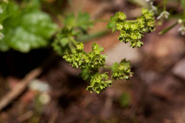 Квіти Звичайної Рослини Жіночої Мантії Alchemilla Vulgaris — стокове фото