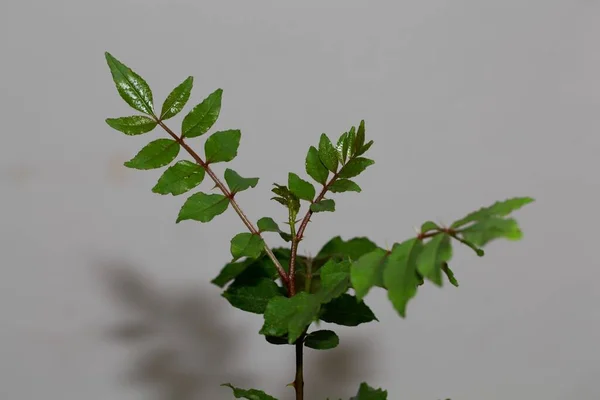 Leaves Chinese Pepper Tree Zanthoxylum Simulans — Stock Photo, Image