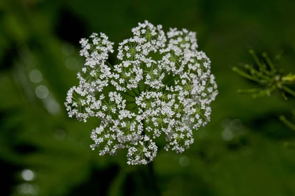 毛深いケルビルの花 Chaerophyllum Hirsutum — ストック写真