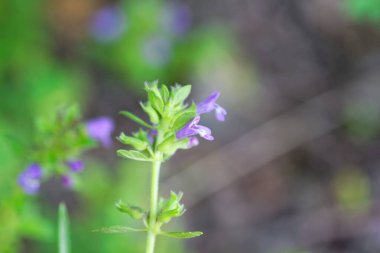 Flower of a basil thyme plant, Clinopodium acinos
