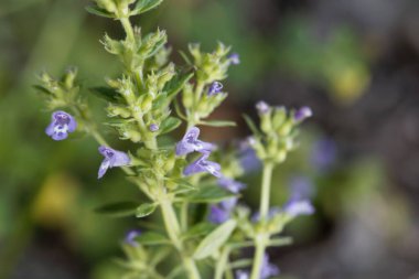 Flower of a basil thyme plant, Clinopodium acinos