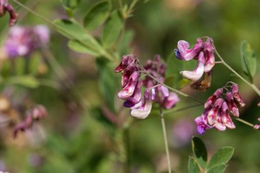 Flower of a black pea plant, Lathyrus niger. 