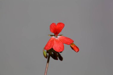 Macro photo of a flower of a Pelargonium zonale