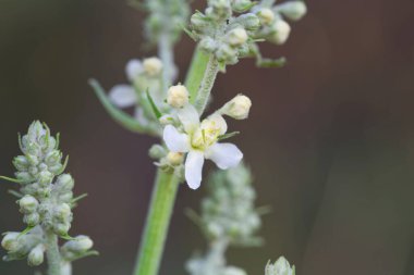 Flower of the common mullein, Verbascum lychnitis, a species from Europe and Asia. 